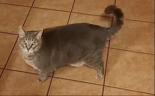 Koda